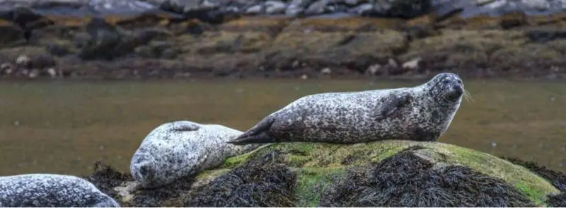 ver-focas-escocia Focas sobre una roca en la costa de Escocia